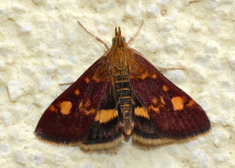 5 Crambidae per conferma